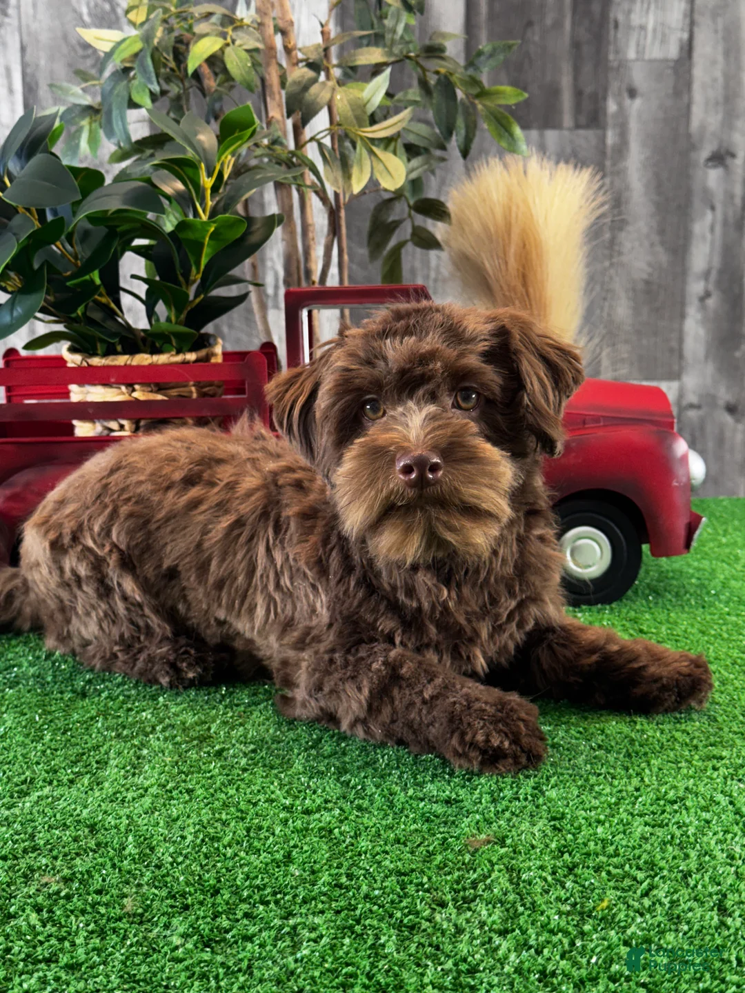 Havanese dogs for sale: Hiro - Ad 2