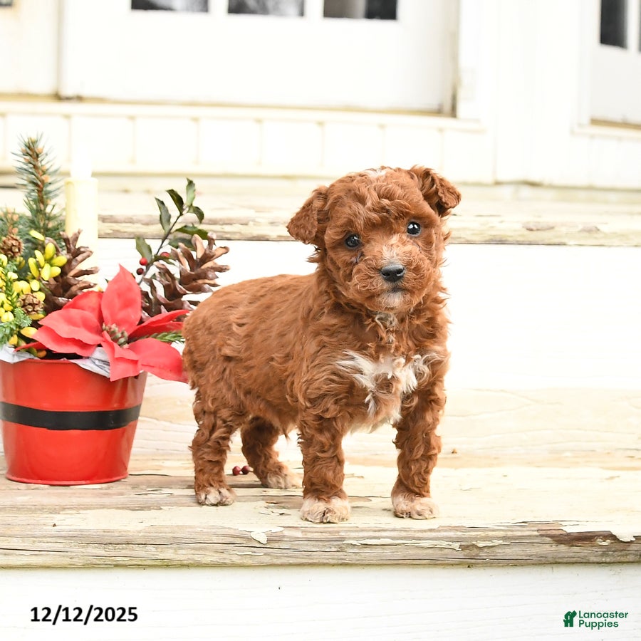Miniature Labradoodle dogs Ace - Ad 9