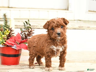 Miniature Labradoodle dogs Ace - Ad 6