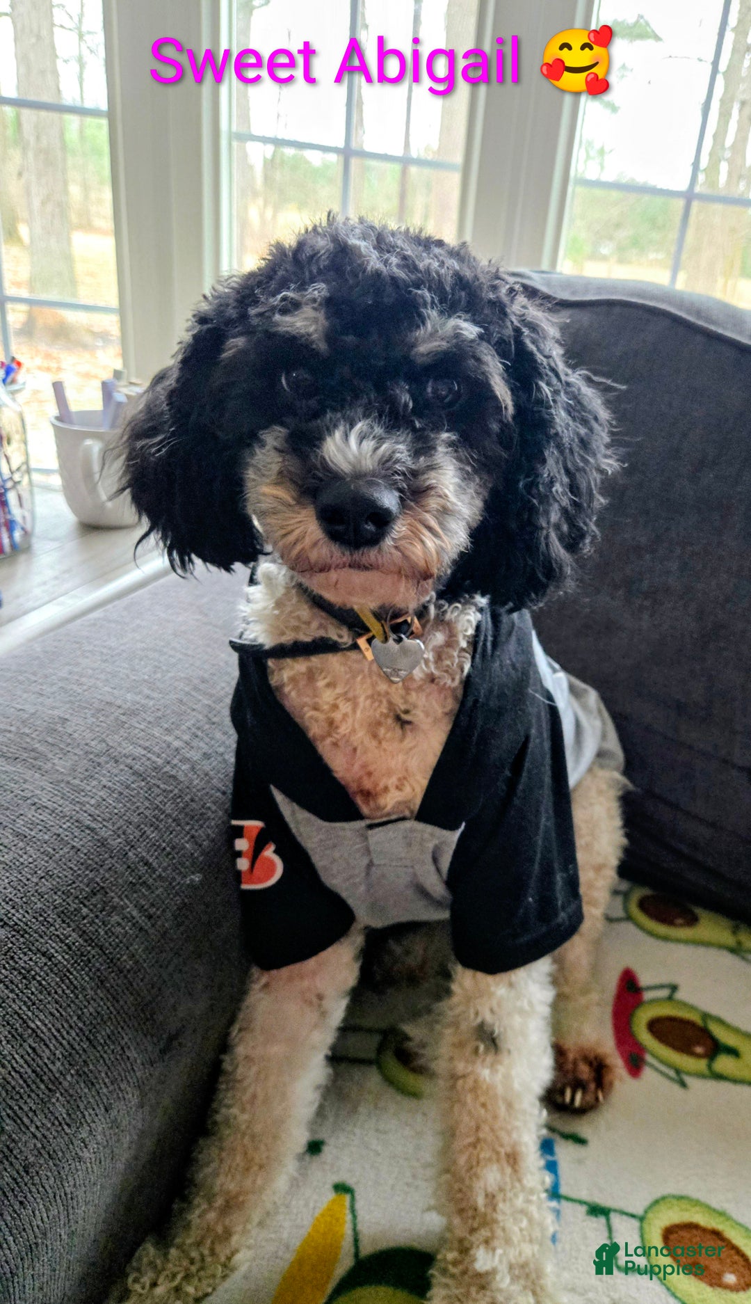 Mini Bernedoodle dogs for sale: Mini Bernedoodle Puppy 1 - Ad 1