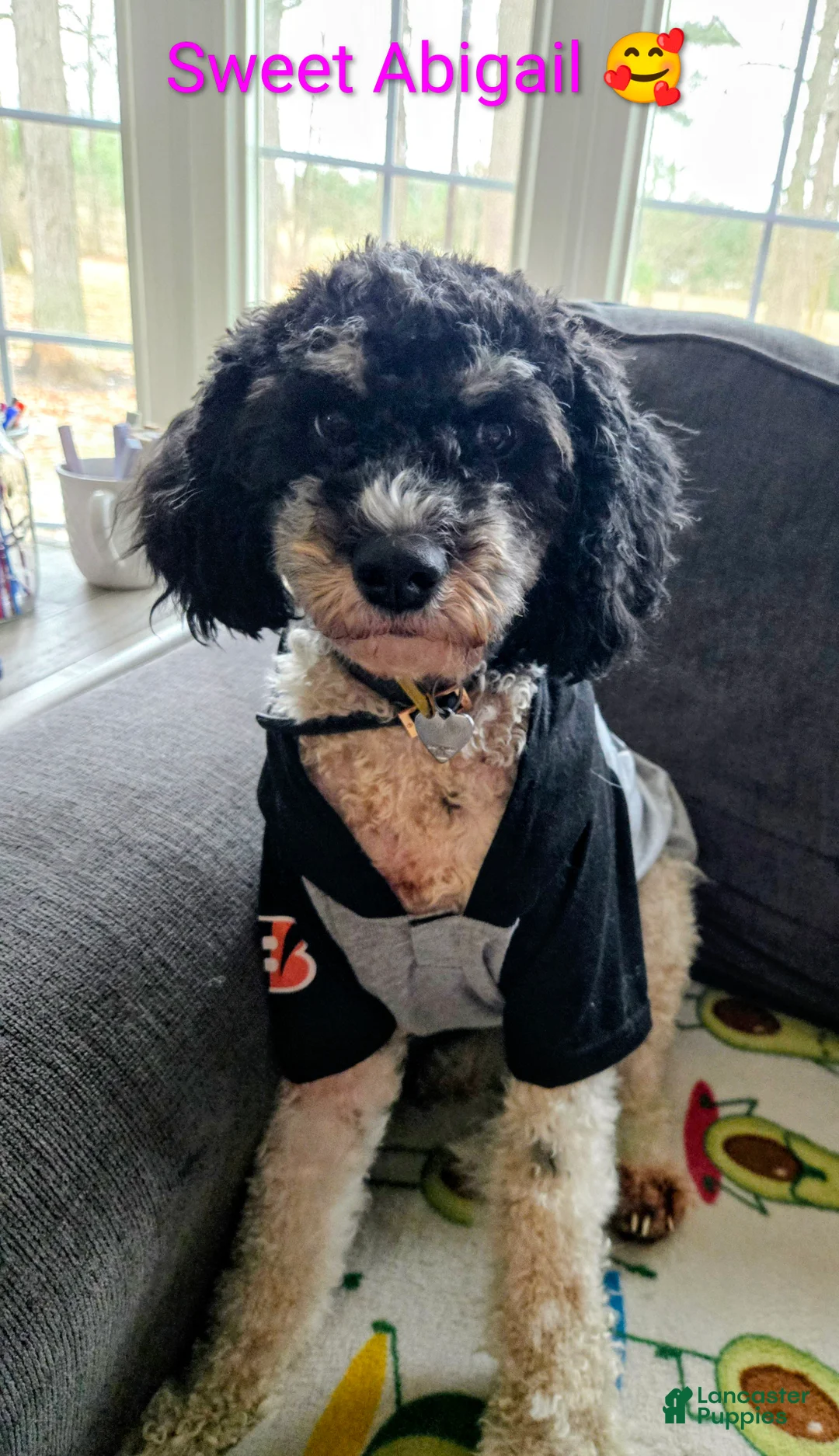 Mini Bernedoodle dogs for sale: Mini Bernedoodle Puppy 1 - Ad 1