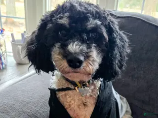 Mini Bernedoodle dogs Mini Bernedoodle Puppy 1 - Ad 13