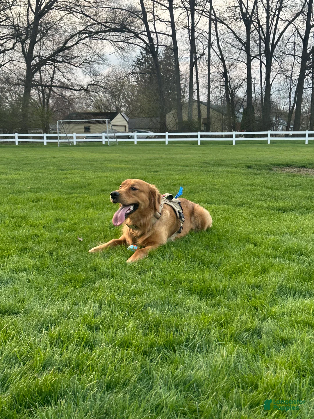 Golden Retriever dogs for sale: Buster - Ad 3
