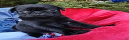 Pug dogs for sale: Black Bear - Ad 3