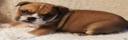 English Bulldog dogs for sale: English Bulldog Puppy 3 - Ad 1
