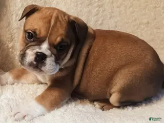 English Bulldog dogs English Bulldog Puppy 3 - Ad 19
