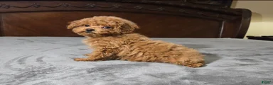 cici