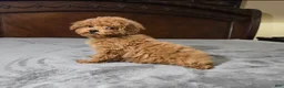 Miniature Poodle dogs for sale: cici - Ad 1