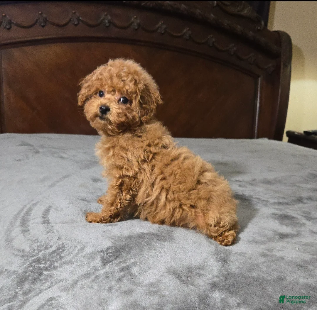 Miniature Poodle dogs for sale: cici - Ad 1