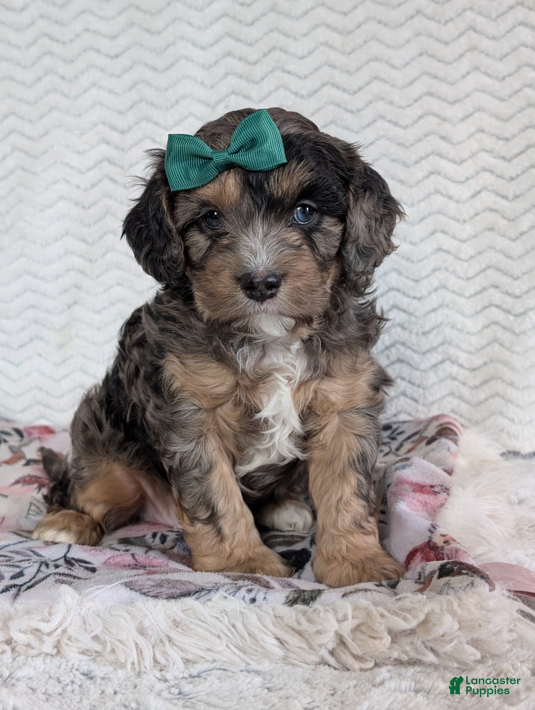 Cavapoo dogs for sale: Charlie  - Ad 26