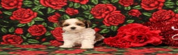 Maltipoo dogs for sale: Henry - Ad 4