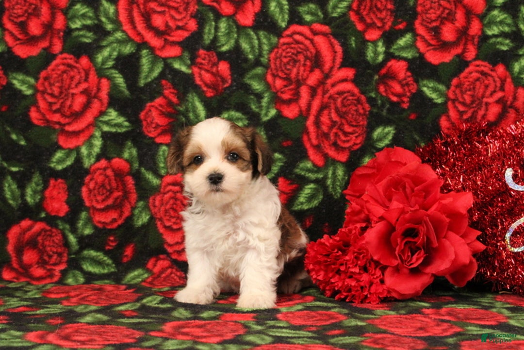 Maltipoo dogs for sale: Henry - Ad 4