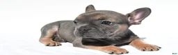French Bulldog dogs for sale: Chief - Ad 3