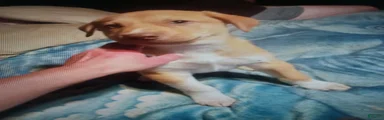 Mixed Breed 1