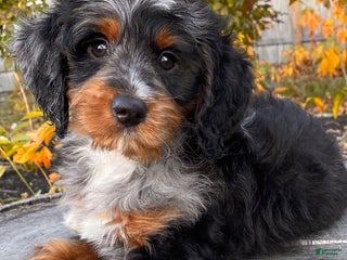 Mini Bernedoodle dogs 💛 IN BOSTON MASSACHUSETTS AREA 💛 UNIQUE COLOR & COAT COMBINATION 💛 MINI BERNEDOODLE 💛 - Ad 21