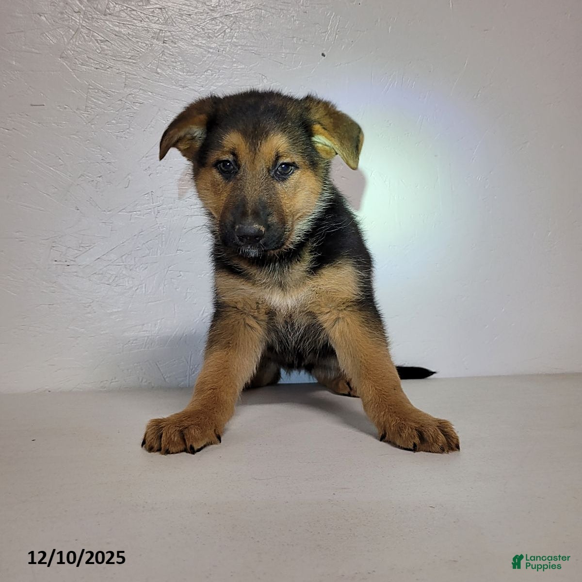 German Shepherd dogs Chloe - Ad 35