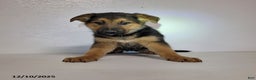 German Shepherd dogs for sale: Chloe - Ad 1
