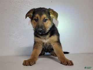 German Shepherd dogs Chloe - Ad 9