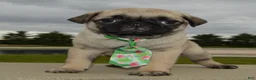 Pug dogs for sale: Paxton - Ad 7