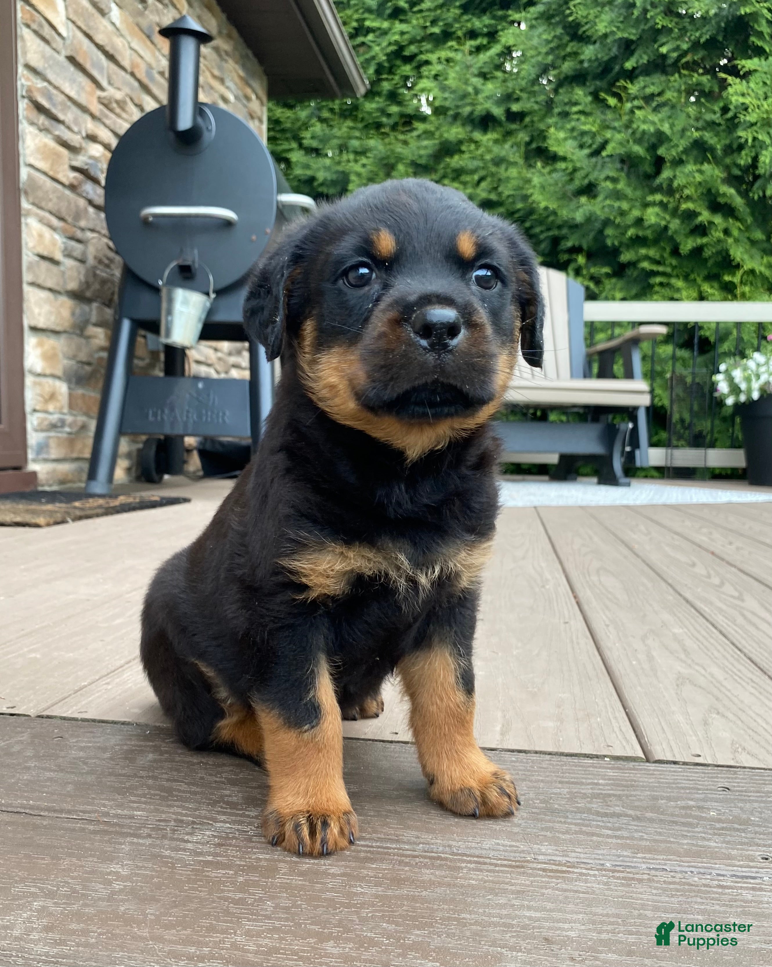 Rottweiler dogs Vixen  - Ad 1