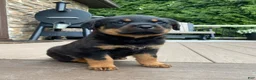 Rottweiler dogs for sale: Vixen  - Ad 1