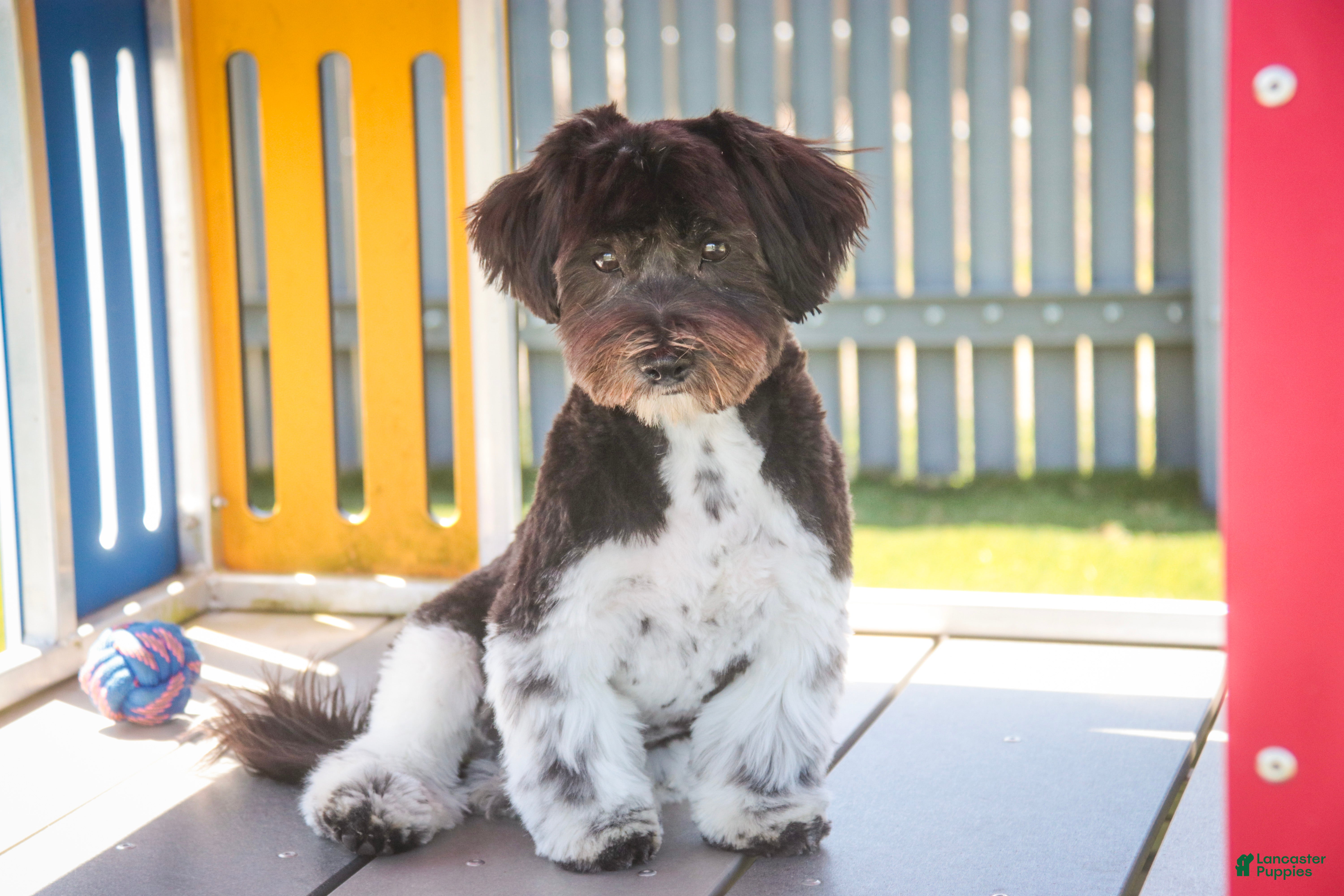 Havanese dogs Oreo - Ad 1