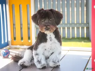 Havanese dogs for sale: Oreo - Ad 4
