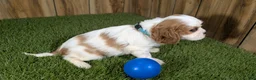 Cavalier King Charles Spaniel dogs for sale: Carmella Boy 1 - Ad 4