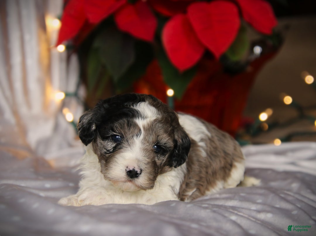 Cockapoo dogs for sale: Noelani - Ad 3