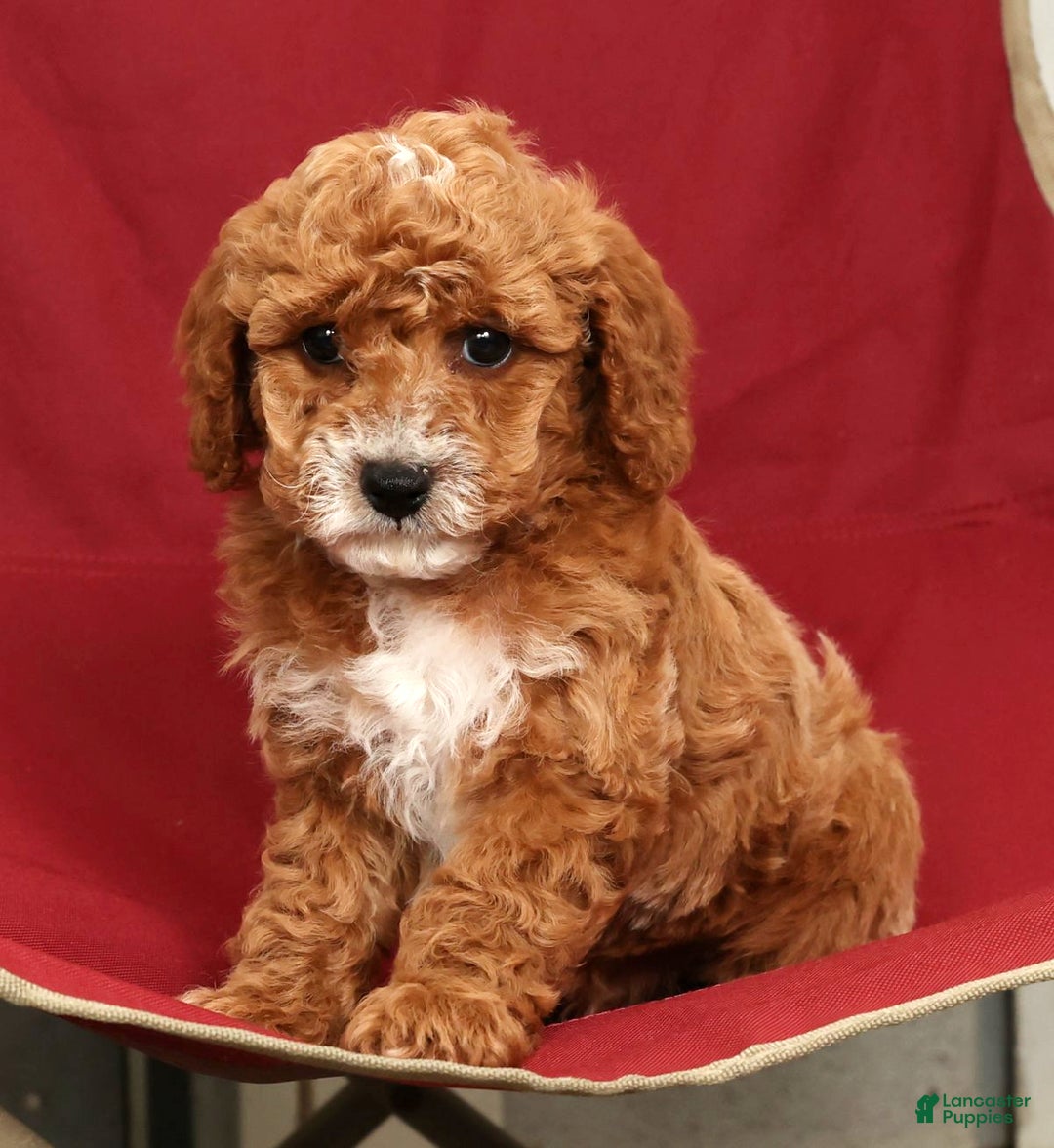 Cavapoo dogs for sale: Joey - Ad 8