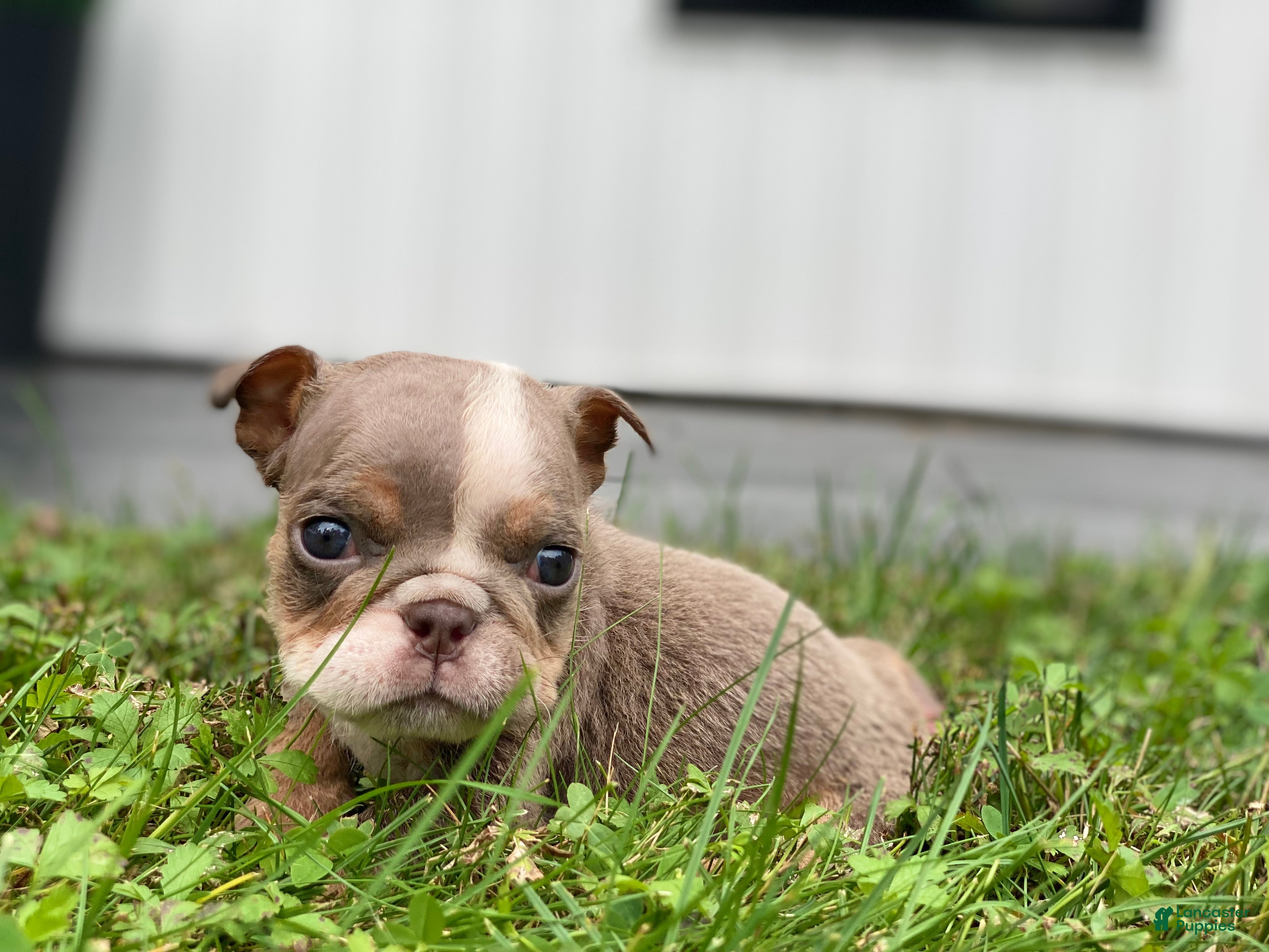 English Bulldog dogs SnowBall - SPECIAL NEEDS  - Ad 31
