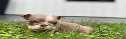 English Bulldog dogs for sale: SnowBall - SPECIAL NEEDS  - Ad 2