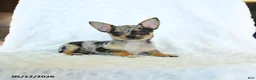 Chihuahua dogs for sale: Randy - Ad 2