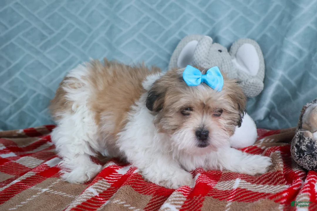 Teddy Bear dogs for sale: GIGI - Ad 14