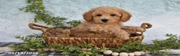 Bichpoo dogs for sale: Hansen - Ad 1