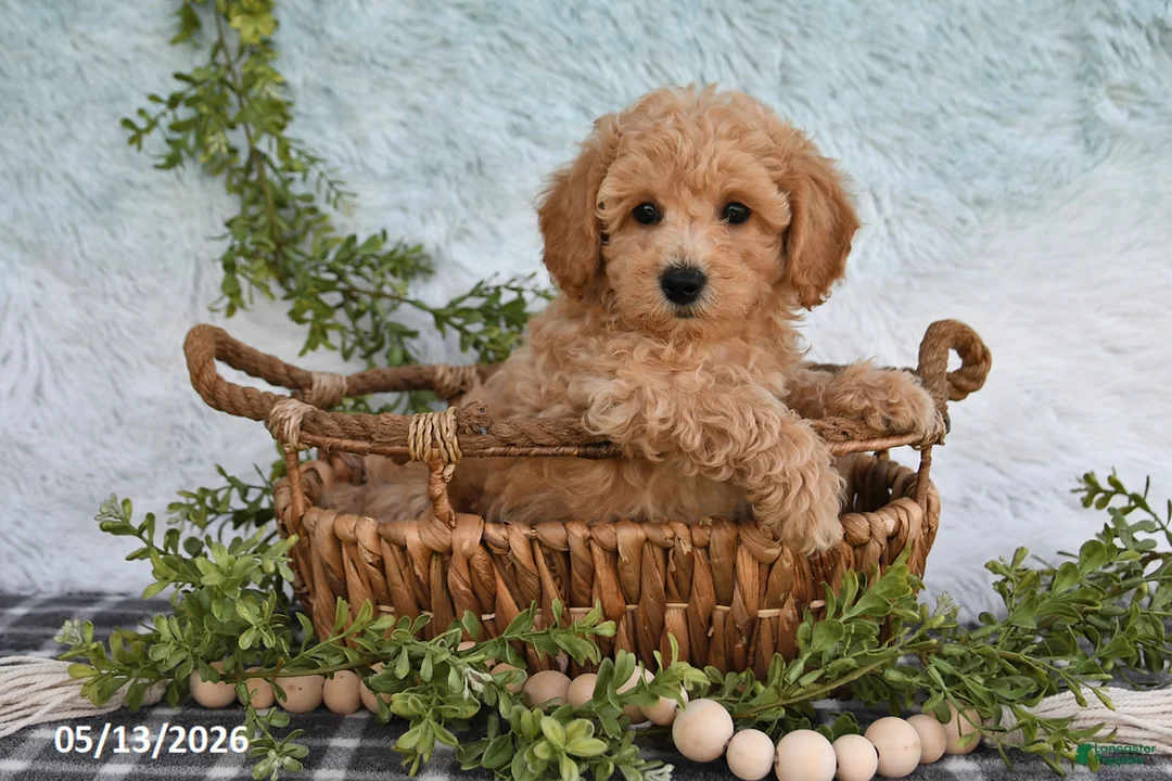 Bichpoo dogs for sale: Hansen - Ad 1