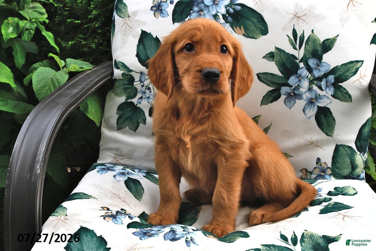 Golden Retriever dogs for sale: Timmy - Ad 1