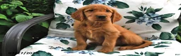 Golden Retriever dogs for sale: Timmy - Ad 1