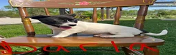 Jack Russell Terrier dogs for sale: Darla - Ad 2