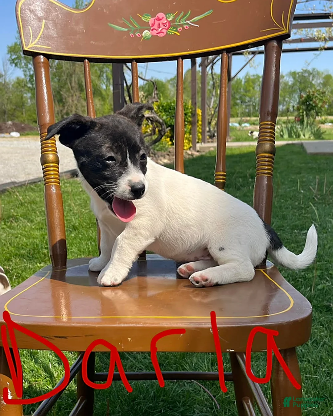 Jack Russell Terrier dogs for sale: Darla - Ad 2