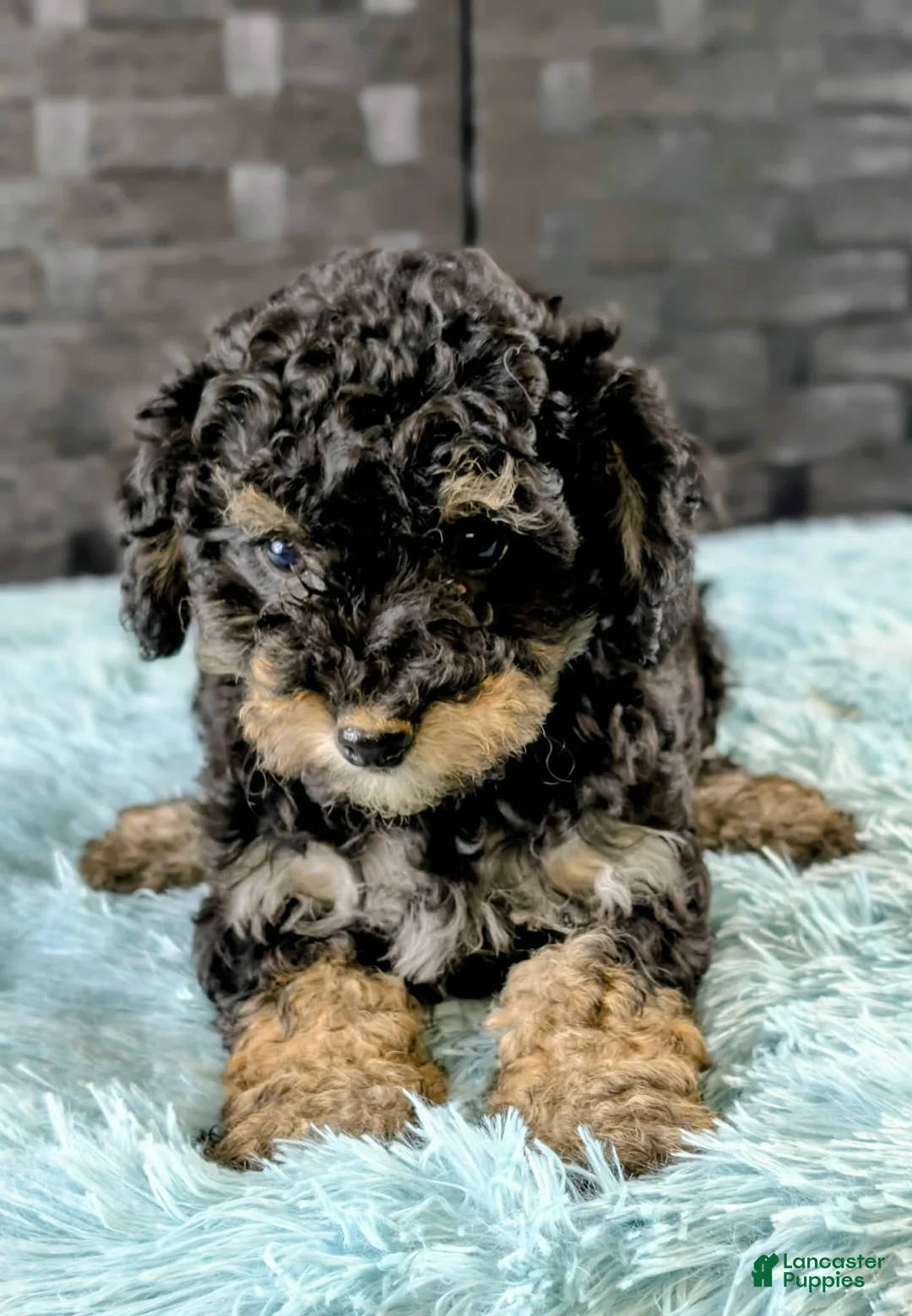 Bichpoo dogs for sale: Mose - Ad 3