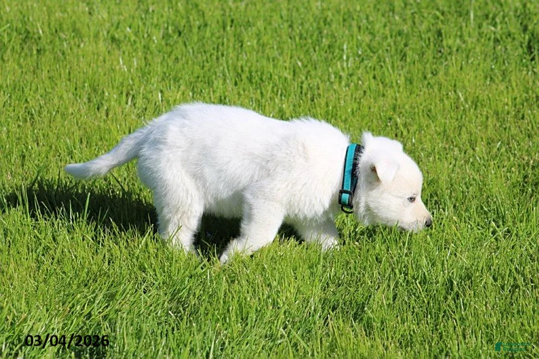 German Shepherd dogs for sale: Addison - Ad 1