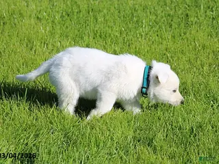 German Shepherd dogs for sale: Addison - Ad 1