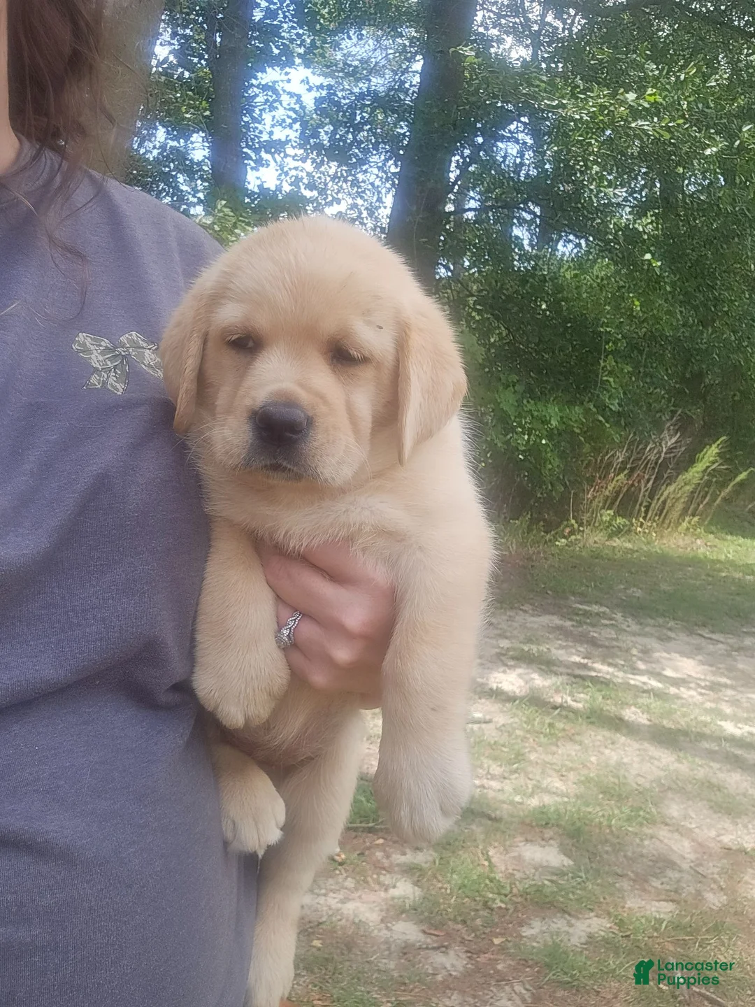 Labrador Retriever dogs for sale: Labrador Retriever 2 - Ad 2