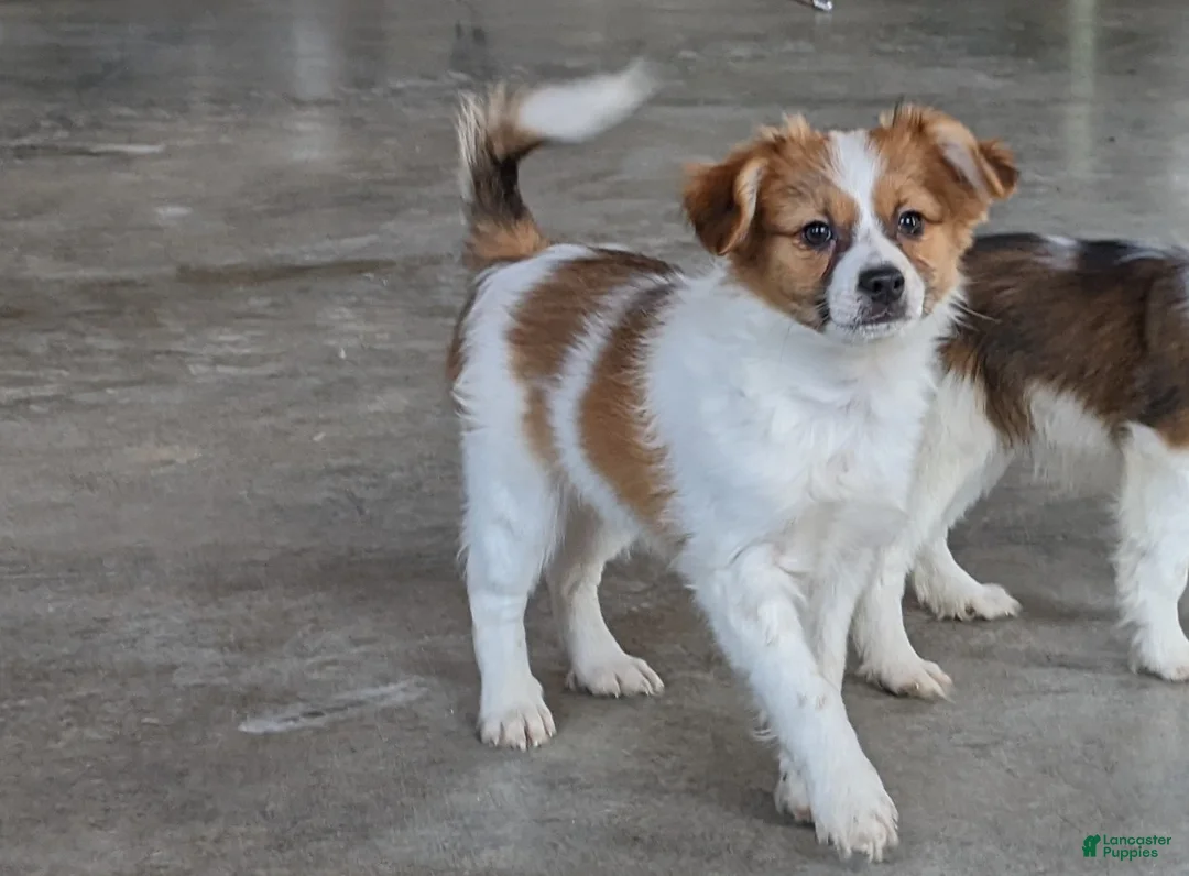 Papillon dogs for sale: Chief  - Ad 1