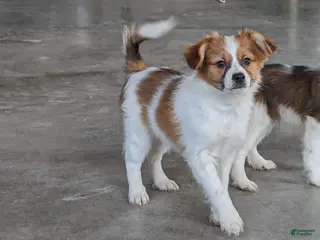 Papillon dogs Chief - Ad 41