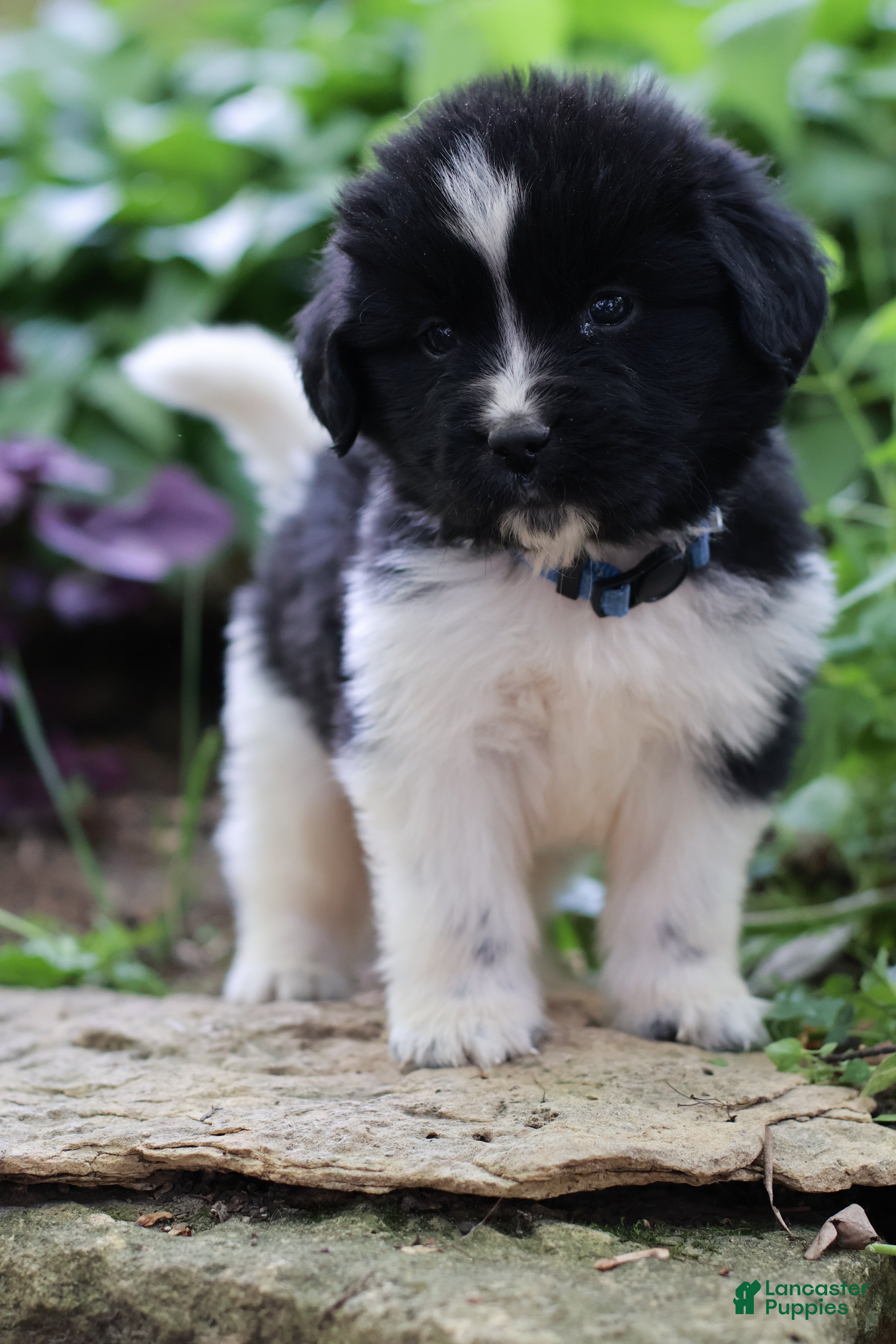 Newfoundland dogs Rosalina - Ad 1