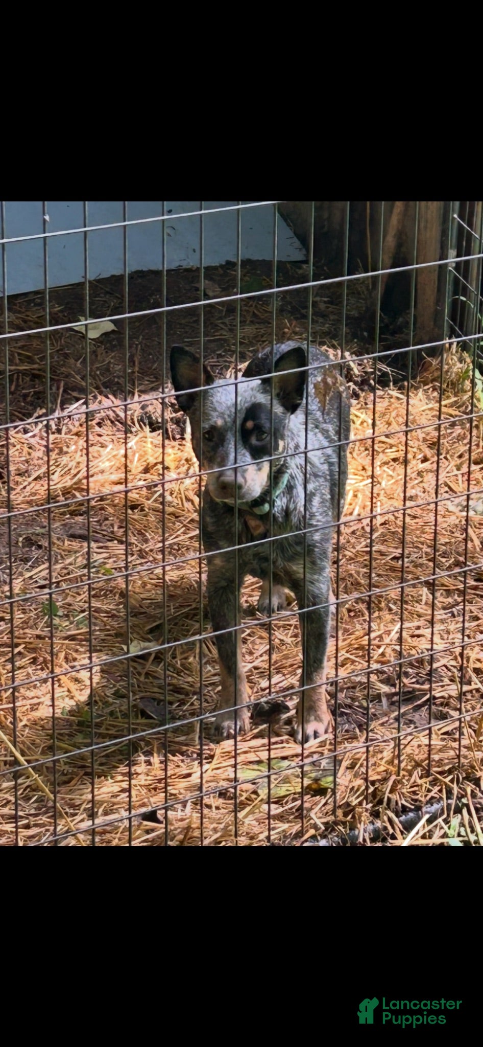 Australian Cattle Dog dogs Princess papi - Ad 2