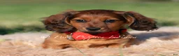 Miniature Dachshund dogs for sale: Shortstack AKC - Ad 2