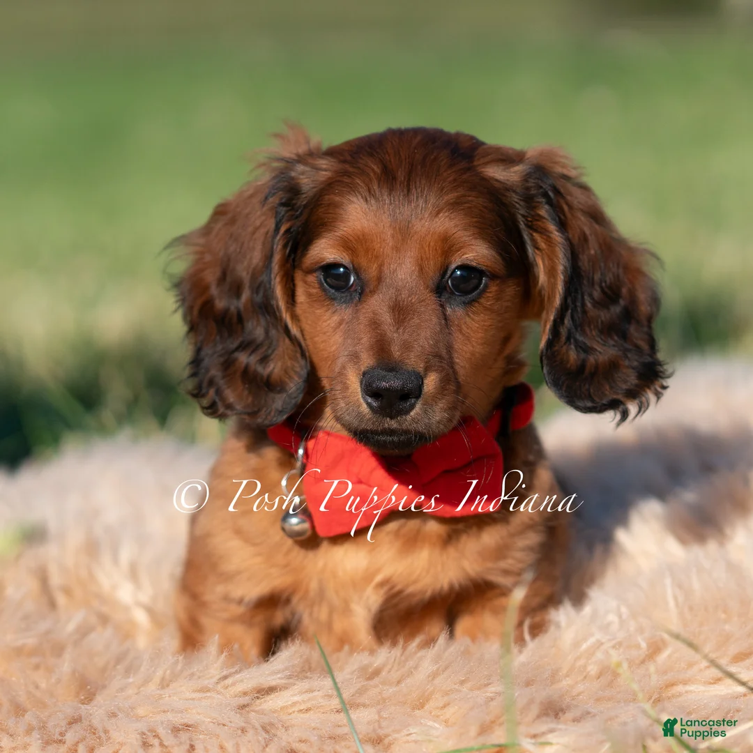 Miniature Dachshund dogs for sale: Shortstack AKC - Ad 2